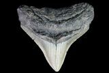 Bargain, Posterior Megalodon Tooth - North Carolina #76302-1